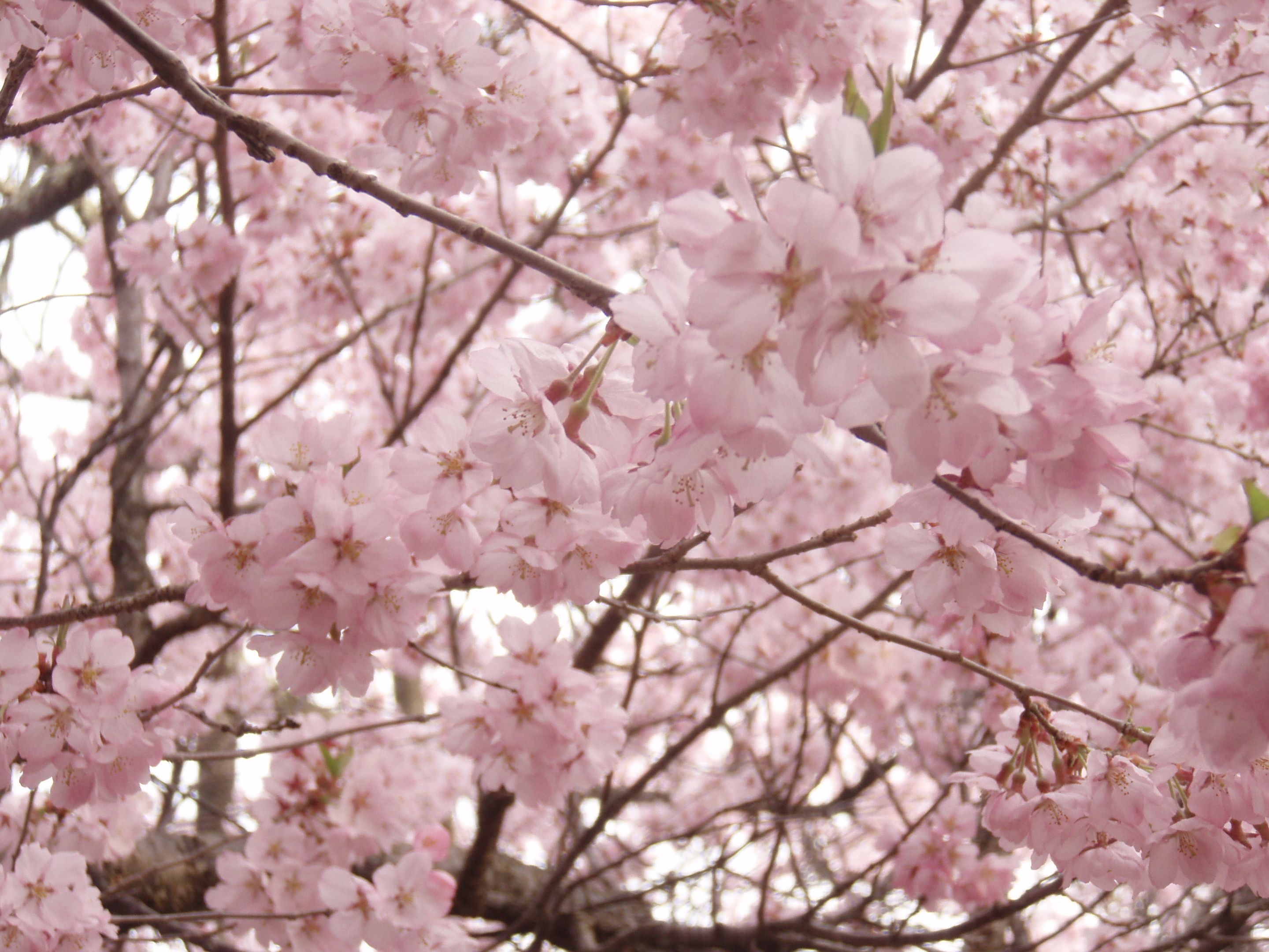桜　４月